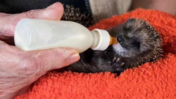 Rentnerin ist Ziehmutter Dutzender Igelbabys - &copy; Foto: Daniel Bockwoldt/dpa
