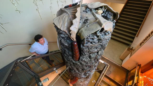 Museum f&uuml;r Naturkunde in G&ouml;rlitz - &copy; Foto: Robert Michael/dpa-Zentralbild/dpa