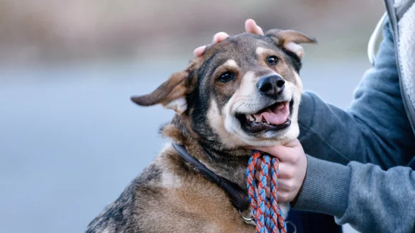 Ein Hund schaut in die Kamera - &copy; Foto: Markus Scholz/dpa-tmn