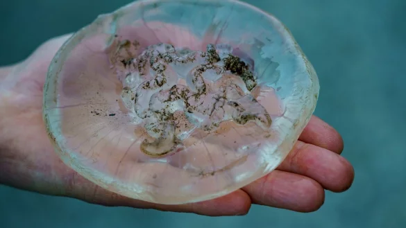 Qualle - &copy; Foto: Axel Heimken/dpa