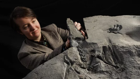 Flugsaurier-Fossil im Schottischen Nationalmuseum - &copy; Foto: Stewart Attwood/National Museum of Scotland/PA Media/dpa