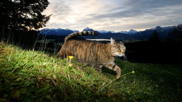 Katze unterwegs - &copy; Foto: Karl-Josef Hildenbrand/dpa