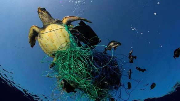 Schildkr&ouml;te im Fischernetz - &copy; Foto: Marco Care/Greenpeace/dpa