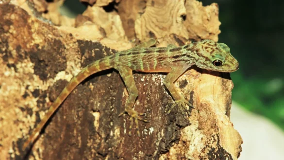 Gecko-Nachwuchs - &copy; Foto: Zoo M&uuml;nster/dpa