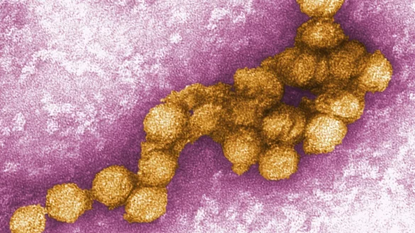 West-Nil-Virus - &copy; Foto: Cynthia Goldsmith/CENTERS FOR DISEASE CONTROL