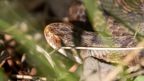 Kreuzotter - &copy; Foto: Daniel Karmann/dpa