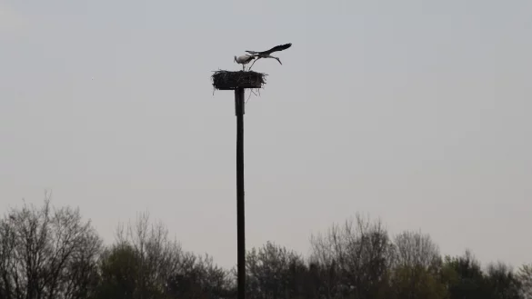"Wachwechsel" auf dem Storchenhorst in Hölsen: Die Altvögel lassen die Eier nie allein. Anfang Mai schlüpfen die meist zwei bis drei Storchenküken - wenn alles gut geht. - © Annika Langhagel