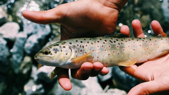 Bachforellen sind bei Anglern beliebt. Wer in einem Gewässer in Deutschland angeln will, braucht immer beides: einen Fischereischein ("Angelschein") und einen Erlaubnisschein. - © Symbolfoto: pexels.com