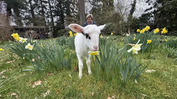 Das gut zwei Wochen alte Flaschenlamm läuft durch die Narzissen, Anke Hördemann nimmt es gelassen. - © Sven Kienscherf