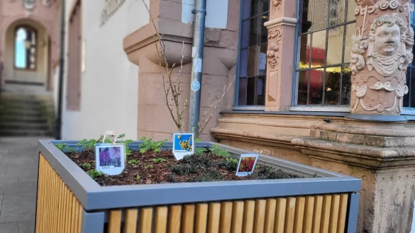 Dieser Blumenkübel vor dem Rathaus zeigt die neue Bepflanzung. - © Katrin Kantelberg