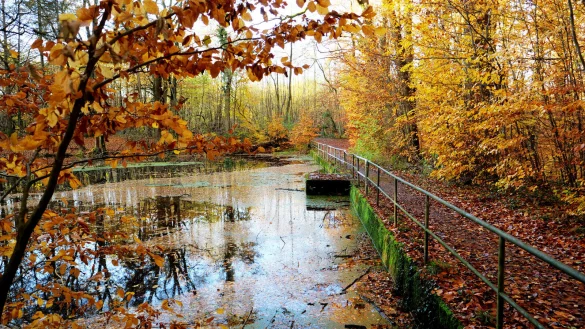 Der Hinnaksteich ist kein nat&uuml;rliches Gew&auml;sser. Durch eine fortschreitende Verschlammung entstehen auch unangenehme Ger&uuml;che. Jetzt hat die Politik eine Entscheidung gef&auml;llt. Foto: Martin D&uuml;sterberg - &copy; Martin D&uuml;sterberg