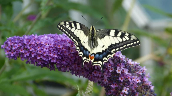 Der Schwalbenschwanz zählt zu den schönsten europäischen Tagfaltern. Er lebt auf blütenreichen Wiesen und Trockenrasen ebenso wie in Gärten mit Möhrenbeeten, Fenchel oder Fliederbüschen. Laut Nabu ist der Schwalbenschwanz überwiegend auf blütenreichen Wiesen und auf Trockenrasen sowie in Gärten anzutreffen. - © Nabu Leopoldshöhe/Ewald Thies