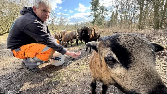 Oliver Riesenberg-Gödecke füttert die Kamerunschafe im Landschaftsgarten. - © Sven Kienscherf