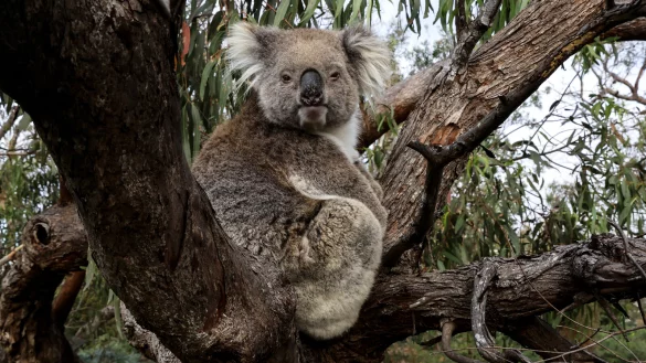 Der Koala steht für Australien. - © Roland Marske / Jules Verne Berl