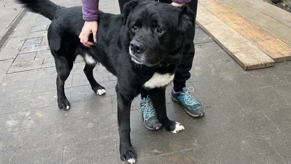 Fritz ist 8 Jahre alt und wurde als Welpe von einer Kuh ins Gesicht getreten, weshalb seine Schnauze etwas schief ist und er manchmal ein bisschen torkelt. - © Jule Prietzel