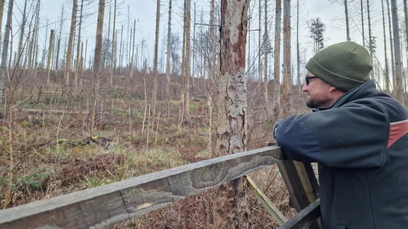 Förster Alexander von Leffern schaut sich die Roteichen im Lemgoer Stadtwald an, die die Bürger vor zwei Jahren gepflanzt haben. - © Nadine Uphoff