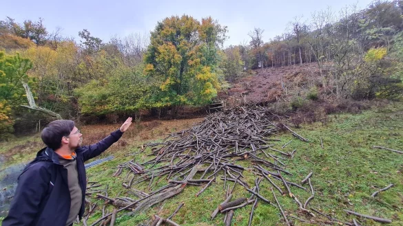 Im &auml;u&szlig;ersten Nordosten des Lipperlandes befindet sich der Rinnenberg, und auf ihm ein einzigartiges Kleinod: Der Niederwald. Fabian Fester von der Biologischen Station erl&auml;utert, wie die Pflege funktioniert. - &copy; Marianne Schwarzer