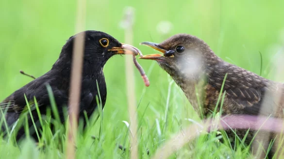 Vogelmutter f&uuml;ttert K&uuml;ken - &copy; Foto: Felix K&auml;stle/dpa/dpa-tmn