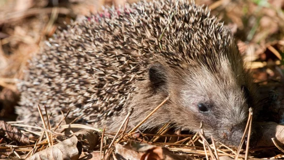 Igel - &copy; Foto: dpa