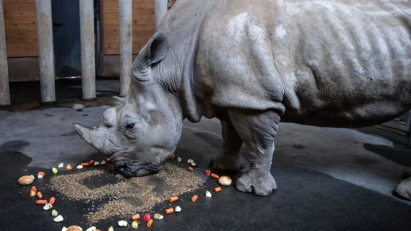&Auml;ltestes Nashorn Deutschlands - &copy; Foto: Bernd Thissen/dpa