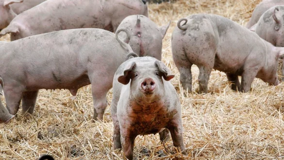 Schweine - &copy; Foto: Roland Weihrauch/dpa