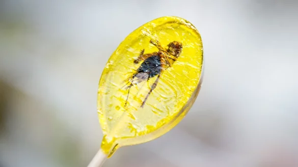 Insektenlutscher - &copy; Foto: Christoph Schmidt
