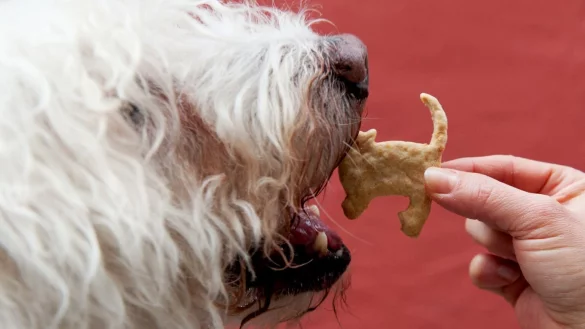 Leckerli? - &copy; Foto: Armin Weigel/dpa/dpa-tmn