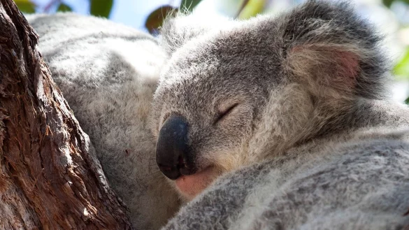 Koala - &copy; Foto: Daniel Naupold/dpa