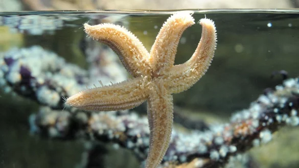 Seestern - &copy; Foto: Jens Kalaene/dpa-Zentralbild/dpa-tmn