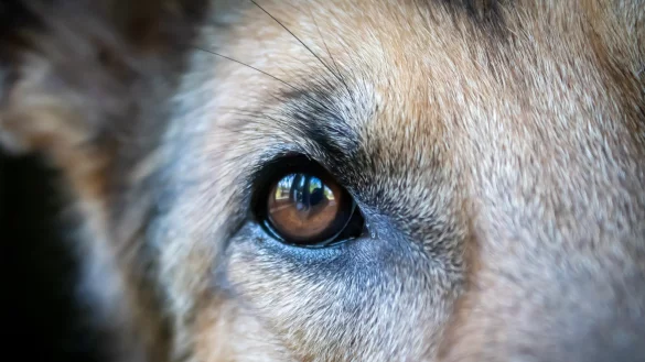 Der Hund hat nach Angaben der Polizei einen K&ouml;der gegessen, der mit Leberwurst gespickt war. - &copy; Symbolfoto: pixabay.com