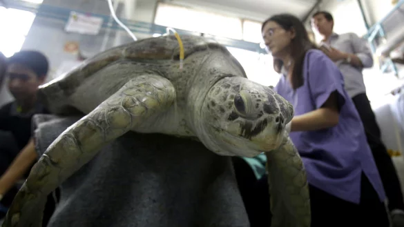 Das 25-j&auml;hrige Suppenschildkr&ouml;tenweibchen "Omsin" (dt. Sparschwein) wird in der Chulalongkorn-Universit&auml;t in Bangkok (Thailand) nach seiner Operation behandelt. - &copy; Archivfoto: dpa