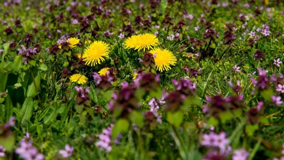 Ein St&uuml;ck Rasen f&uuml;r Insekten - &copy; Foto: Andrea Warnecke/dpa-tmn