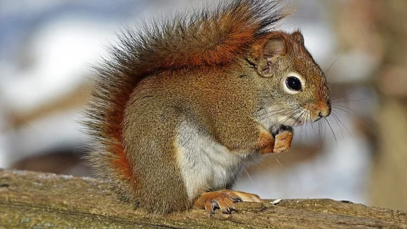 Beliebter Gartenbesucher: Ein Eichh&ouml;rnchen knabbert an einer Haselnuss. - &copy; Symbolbild: Pixabay