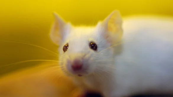 Ein Haus f&uuml;r M&auml;use - &copy; Foto: Franz-Peter Tschauner/dpa