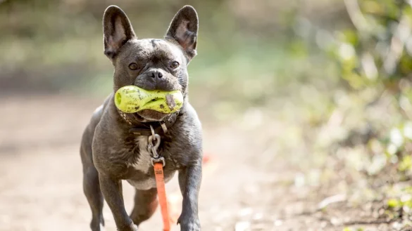 Franz&ouml;sische Bulldogge - &copy; Foto: Christin Klose/dpa-tmn
