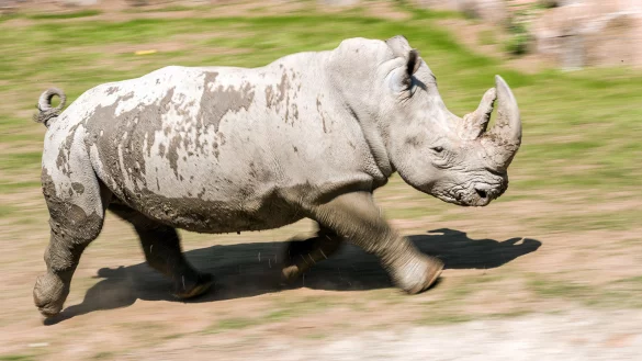 Ein Nashorn erkundet im Schweriner Zoo die neue Freianlage für Nashörner und Zebras. Die Zoos in Nordrhein-Westfalen erhöhen aus Angst vor Wilderern die Sicherheit an Nashorn-Gehegen. - © dpa