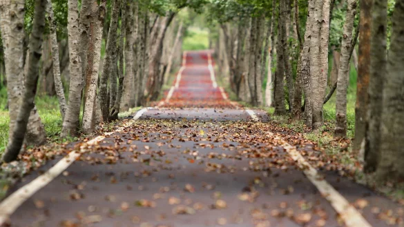 Symbolbild B&auml;ume - &copy; Pixabay