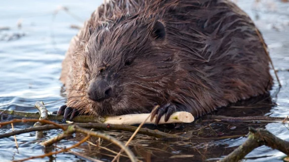 Seltener Anblick: Am Lippesee hat ein Biber zahlreiche Weiden gef&auml;llt. | &copy; - &copy; picture alliance / dpa
