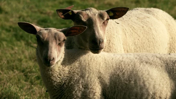 In Oerlinghausen hat das Kreisveterinäramt Schafe befreit, die sich in schlechtem Zustand befanden. Die älteren Schafe waren seit längerer Zeit nicht mehr geschoren worden - im Gegensatz zu den gesunden auf unserem Symbolbild. - © Pixabay