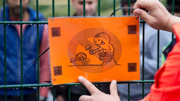 Pilzvergiftungen von Flüchtlingen - © Foto: dpa