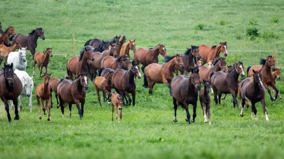 Herde von Pferden - &copy; Foto: Jens B&uuml;ttner/dpa