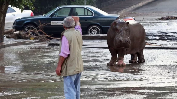 Das entlaufene Nilpferd f&uuml;hlt sich bei den sch&auml;umenden Wassern sicher wohler als manch andere Zootiere - &copy; dpa