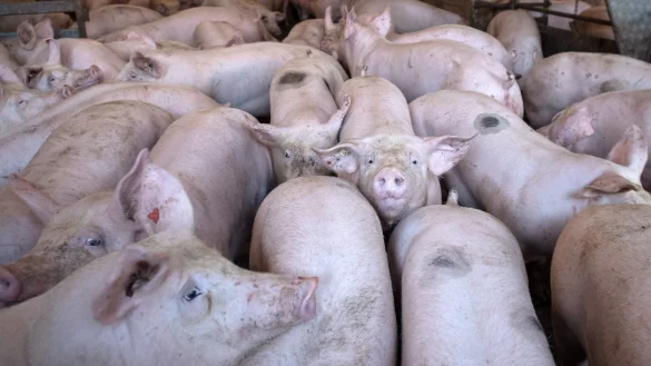 Schweinehaltung - &copy; Foto: Sina Schuldt/dpa