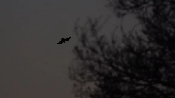 Fledermaus - &copy; Foto: Marcus Brandt/dpa