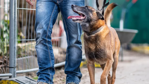 Der Diensthundef&uuml;hrer J&ouml;rg Siebert geht mit seinem Belgischen
Sch&auml;ferhund Artus, der auf Datentr&auml;ger spezialisiert ist, an der
abgesperrten Parzelle des mutma&szlig;lichen T&auml;ters auf dem Campingplatz
Eichwald in L&uuml;gde vorbei. - &copy; Guido Kirchner/dpa