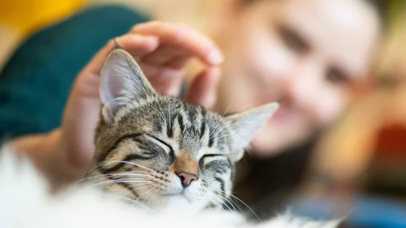 Hauskatze - &copy; Foto: Franziska Gabbert/dpa-tmn/dpa