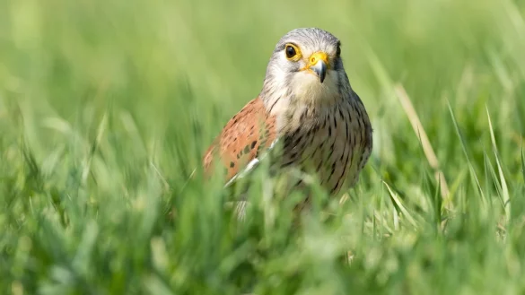 Falken br&uuml;ten gerne an der Turnhalle in Hohenhausen. - &copy; Pixabay