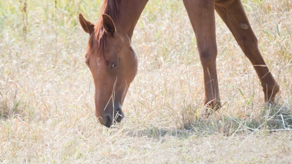 Pferde auf der Weide - &copy; Foto: Julian Stratenschulte/Symbolbild