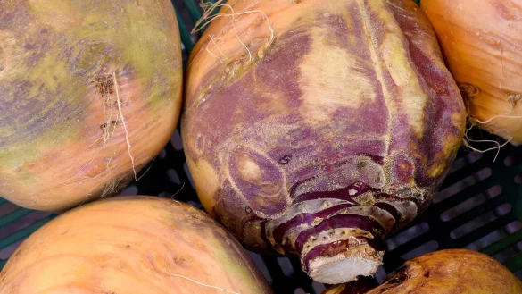 Steckr&uuml;ben - &copy; Foto: Holger Hollemann/dpa