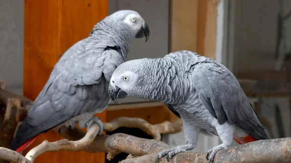 Partnersuche f&uuml;r Graupapageien - &copy; Foto: Bernd Settnik/dpa-Zentralbild/dpa